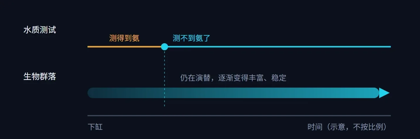 时间轴示意:水质测试已经测不到氨时,生物群落仍在演替,逐渐变得丰富、稳定