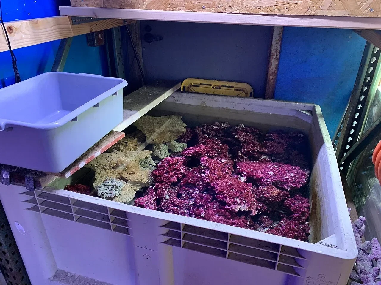 水族店里暂养活石的水槽