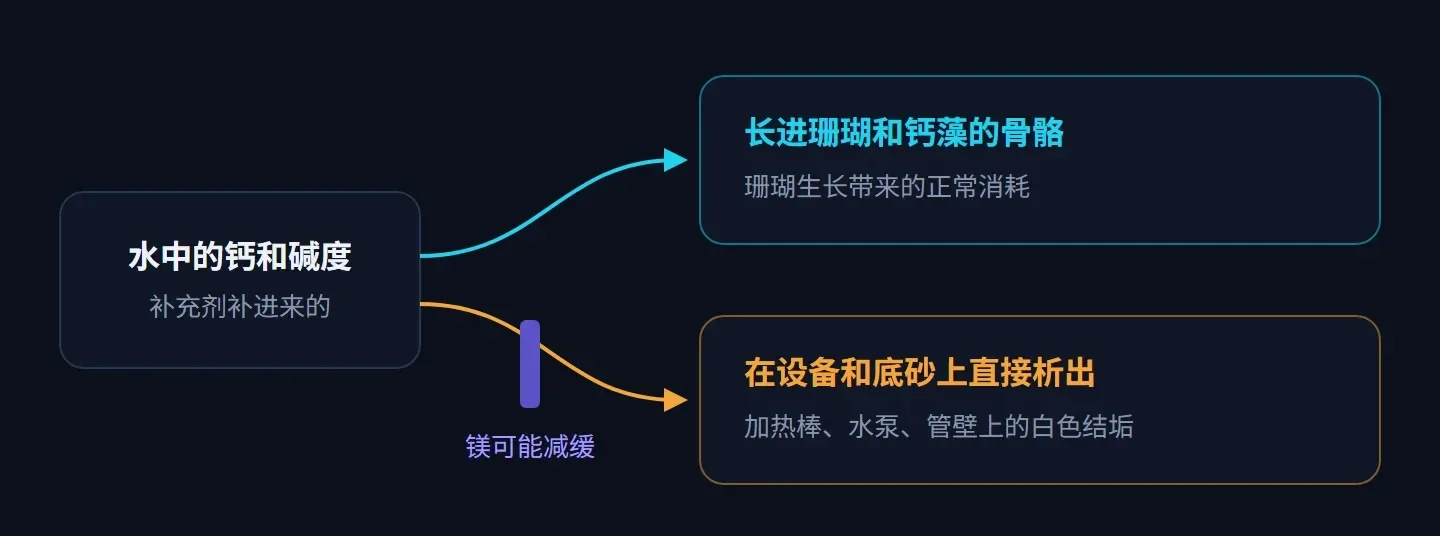 示意图:水中的钙和碱度有两条去路,一条长进珊瑚和钙藻的骨骼,一条在设备和底砂上直接析出,镁可能减缓后一条