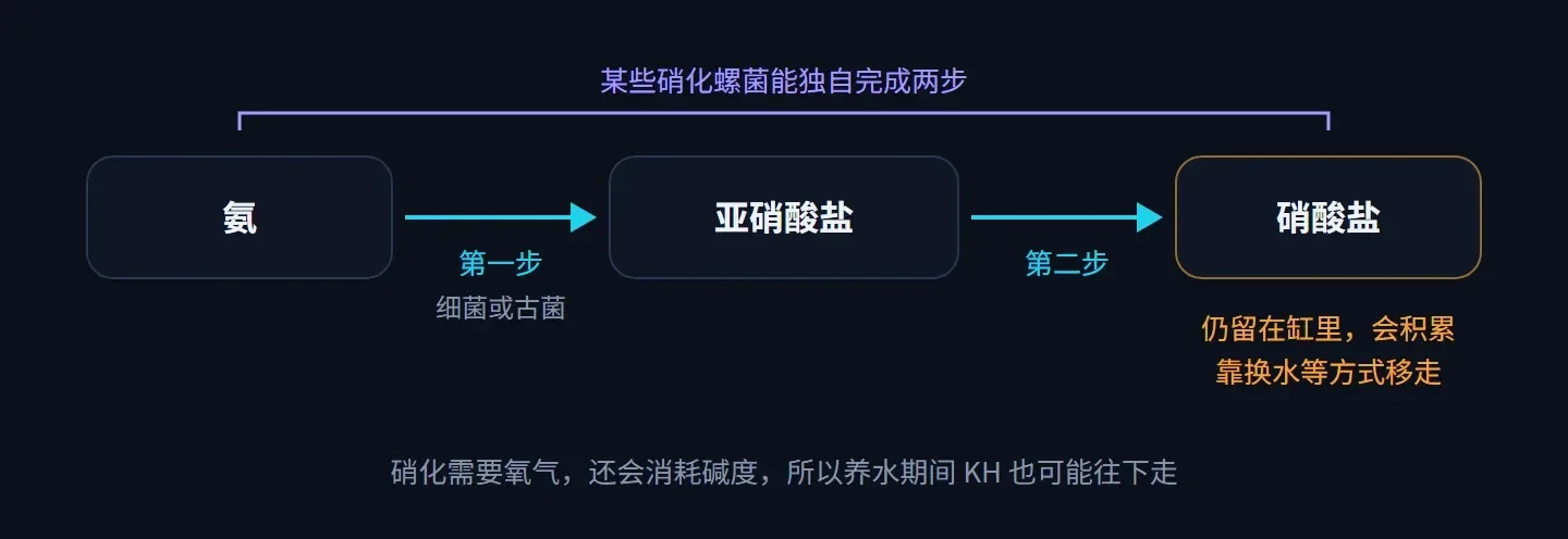 流程图:氨经第一步变成亚硝酸盐,再经第二步变成硝酸盐;硝酸盐留在缸里会积累,靠换水等方式移走;某些硝化螺菌能独自完成两步