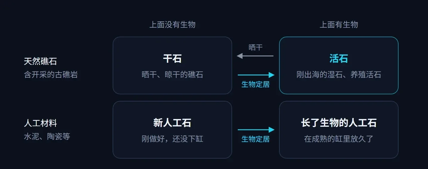 二乘二示意:天然礁石没有生物是干石,有生物是活石;人工材料刚做好时没有生物,在成熟的缸里放久了会长出生物;活石晒干变干石,干石和人工石上都能有生物定居