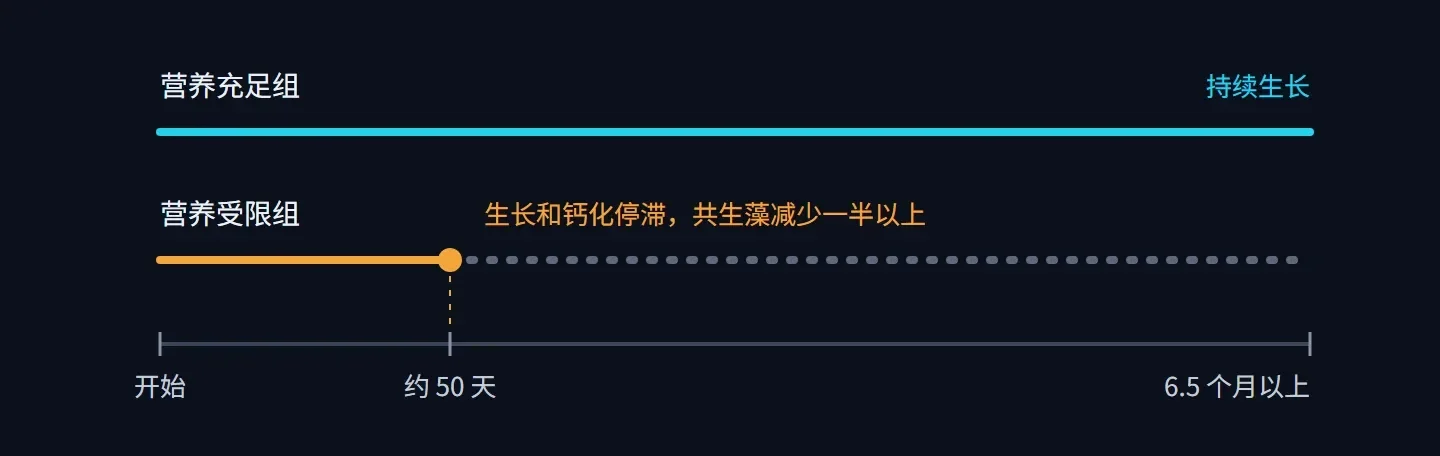 时间轴示意:营养充足组持续生长;营养受限组约 50 天后生长和钙化停滞,共生藻减少一半以上