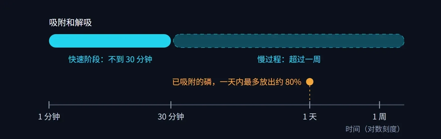时间轴:吸附和解吸先有不到 30 分钟的快速阶段,之后是超过一周的慢过程;已吸附的磷一天内最多放出约 80%