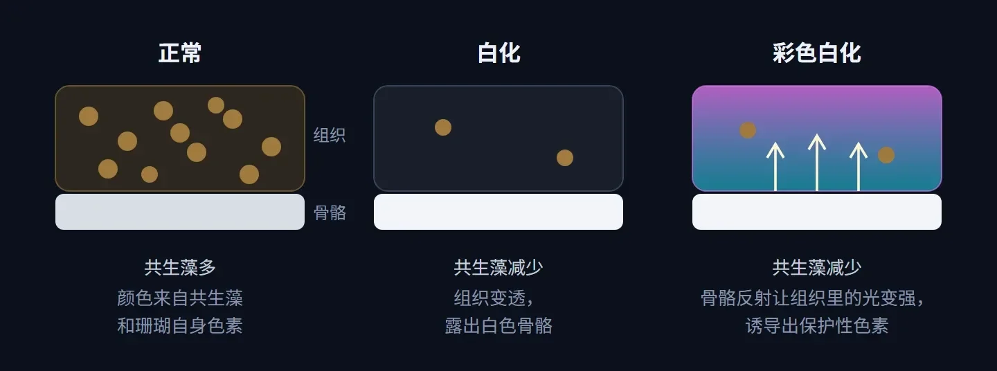 三格示意:正常时组织里共生藻多;白化时共生藻减少,露出白色骨骼;彩色白化时共生藻减少,骨骼反射让组织里的光变强,诱导出保护性色素